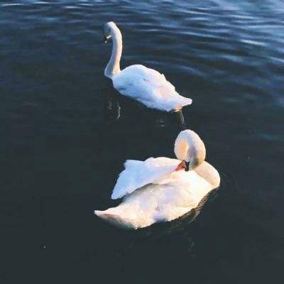 毛大庆：张雪峰“跑”倒了？别让跑步替“过劳”背了黑锅！